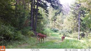 Triplet Fawns Central Vermont [upl. by Sisi700]