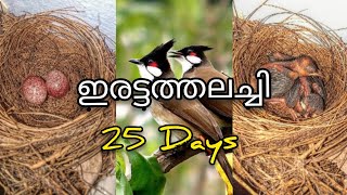 ഇരട്ടത്തലച്ചിയുടെ 25 ദിനങ്ങൾRed Whiskered BulBul in MalayalamExotic birds keralabirds in Kerala [upl. by Analahs]