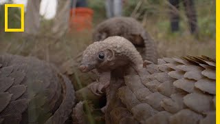 REPORTAGE Le pangolin mammifère le plus braconné au monde [upl. by Neetsuj814]