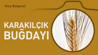 Karakılçık Buğdayı [upl. by Lotti]