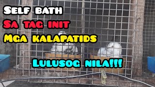 SELF BATH SA TAG INIT MGA KALAPATIDS [upl. by Yornek]