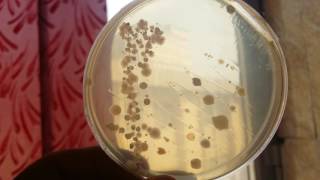 Bacillus subtilis on the nutrient agar [upl. by Elodia]