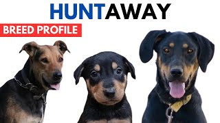 Huntaway Dog Breed Profile History  Price  Traits  Huntaway Dog Grooming Needs  Lifespan [upl. by Pardo]