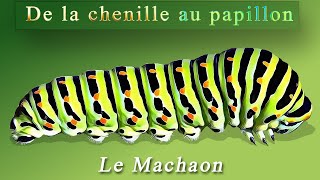 Le Machaon – De la chenille au papillon – The Old World swallowtail  Cycle complet [upl. by Milinda]