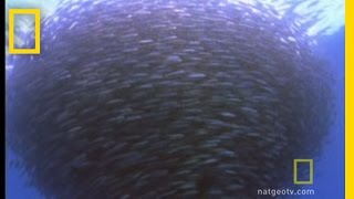 Bluefin Tuna Eat Bait Ball  National Geographic [upl. by Dez346]