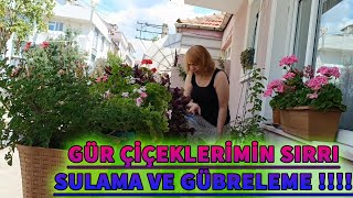 GÜR ÇİÇEKLERİMİN SIRRI   SULAMA VE GÜBRELEME [upl. by Shaylyn50]