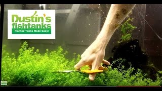 How to Trim Aquarium Plants Trimming Baby Tears [upl. by Lewie874]