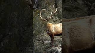 Elk Sheds Antler Always wanted to capture this rare moment on video elk wildlife shedhunting [upl. by Buhler]