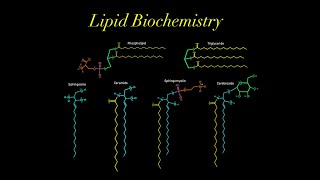 Lipid Biochemistry EVERYTHING YOU NEED TO KNOW MCAT glycerol phospholipid sphingosine ceramide [upl. by Eninaej]