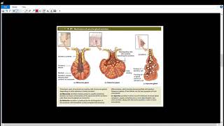 Exocrine Glands l6l الغدد خارجية الإفراز [upl. by Lerrud]