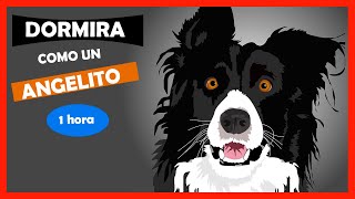 MUSICA para DORMIR PERROS BORDER COLLIE  SUEÑO PLACIDO💤 [upl. by Coit]