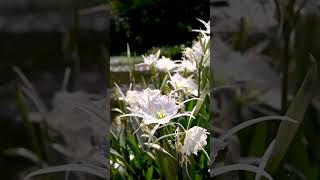 Hymenocallis coronaria the scientific name for the Cahaba Lily 🤍 [upl. by Norret]