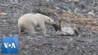 Polar Bear Hunts a Reindeer in Norway Arctic [upl. by Cullin998]