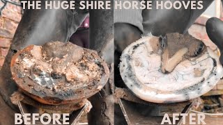 Shire Horse  Satisfying Hoof Hooves [upl. by Aramaj]