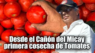 🛑🎥 Transformación Agrícola en Argelia  Cauca La Primera Cosecha de Tomates Llega a Cali 👇👇 [upl. by Stefania]