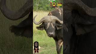 Oxpecker menace shorts Oxpecker buffalo [upl. by Mellen422]