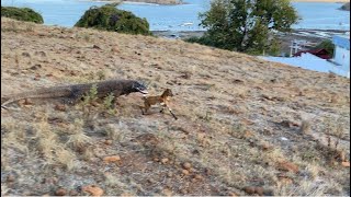 The moment of swallowing Komodo dragons and small goats [upl. by Lynnell]