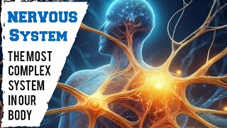 The Most Complex System in Our Body NERVOUS SYSTEM science biology nervoussystem [upl. by Nuahsed]