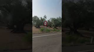 plantio de olivos belchite [upl. by Nevyar]