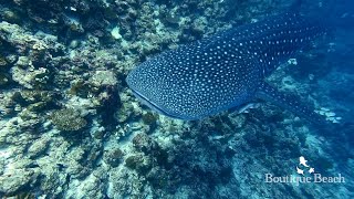 080924  Whale Sharks Dives at Kudadoo Inside Bodufinulhu Thila amp Maamigili Corner Maldives [upl. by Ayiak]