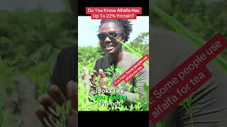 Why You Need Alfalfa At Your Farm Part 1 semanhyiafarms farminginafrica [upl. by Eiten]