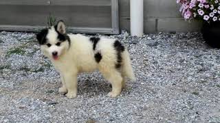 Pomsky Puppies for Sale [upl. by Rihat]