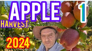 Apple harvesting What is the best way to harvest apples PART 1 [upl. by Cerelly]