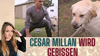 Cesar Millan wird GEBISSEN  Reaction auf den Hundeprofi [upl. by Kalinda]