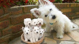 Westie The white Terrier dog breed giving birth to cute puppies [upl. by Nylauqcaj]