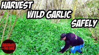 How To Harvest Wild Garlic Safely [upl. by Retsehc]