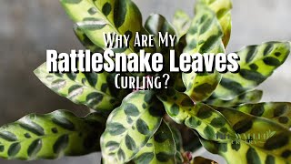 Why Are My Calathea Rattlesnake Leaves Curling  The Walled Nursery [upl. by Rhee251]