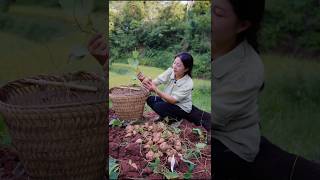 Fresh Jicama Harvest From Farmers shorts ytshorts farming [upl. by Noitna]