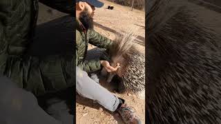 Incredible porcupine encounter in the desert porcupine animals [upl. by Orton]