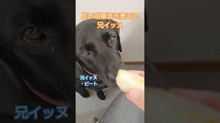 リンゴで良い咀嚼音を奏でる兄イッヌ ラブラドールレトリバー ラブラドール labrador 大型犬 [upl. by Felicle]