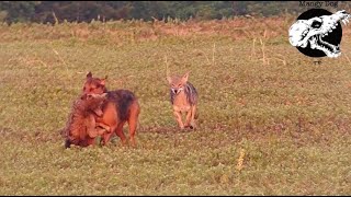 Dog Slams Coyote  Coyote Hunting With Decoy Dogs [upl. by Sitoiyanap93]