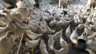 white Layer Poultry Farming Business In Pakistan  Layer Murgi Small Setup [upl. by Daniels]