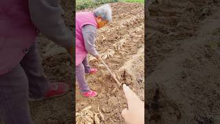 shorts agriculture modernfarmer youtbeshorts noamanreaction cropmanagement [upl. by Madge462]