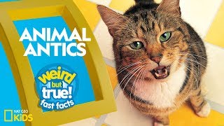 Animal Antics  Weird But True—Fast Facts [upl. by Zannini]