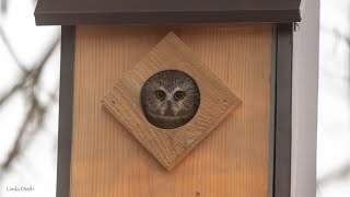 Owlcam Sawwhet owls Feb 1 2024 live stream [upl. by Mich108]