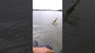 Pike fishing 🐊 fishing carpfishing pikes bigpike blackbass carp blackbassfishing fish [upl. by Aiksa]