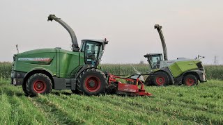 CORN SILAGE IN ITALY Fendt Katana 85  New Jaguar 980 Shredlage TRINCIATO 2019 [upl. by Ettevram]