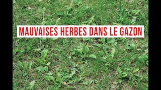 comment se débarrasser des mauvaises herbes dans le gazon [upl. by Espy]