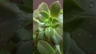 Aeonium Kiwi Winter Growth Starts plants winter nature plantlover aeonium plantlife shorts [upl. by Vareck469]