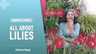 All About Lilies  Summer Flowers  गर्मियों में ये सब लिली ऐसे उगाइए [upl. by Linden]