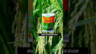 धान की बेस्ट किस्में🌾Bayer Arize 6444 gold dhaan🌱 Hybrid dhaan ki Variety😍 बेहतरीन उत्पादन shorts [upl. by Annaitsirhc]