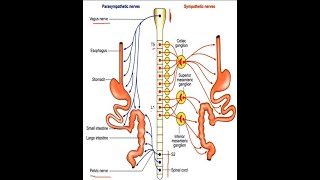 Innervation Both Intrinsic amp Extrinsic of GIT Gastrointestinal Tract [upl. by Ativ]