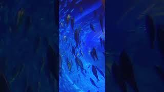 silver fish in aquarium globalvillagertf silverfish fishaquarium fishaquariumvideos [upl. by Durman143]