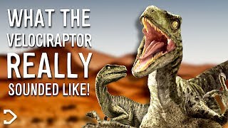 What Did The Velociraptor REALLY Sound Like [upl. by Kilar]