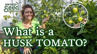 Tomatillo Seed Pack Giveaway  Everything You Need To Know About Starting Growing amp Harvesting [upl. by Gaspar430]