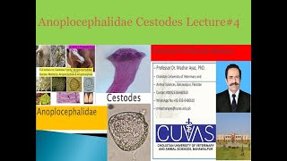 Anoplocephalidae Cestodes Lecture4 [upl. by Novek]